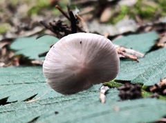 Entolomataceae
