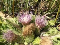 Cirsium scariosum congdonii
