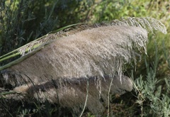 Cortaderia selloana