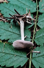 Entolomataceae