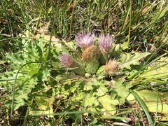 Cirsium scariosum congdonii