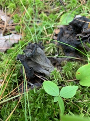 Craterellus