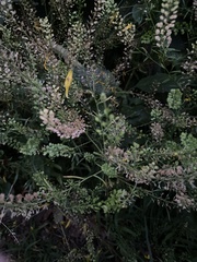 Lepidium virginicum