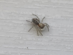 Menemerus semilimbatus