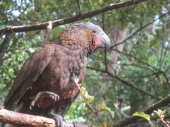 Nestor meridionalis septentrionalis