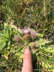 Cirsium scariosum congdonii