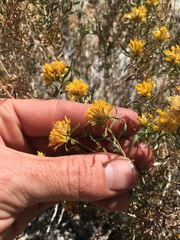 Chrysothamnus viscidiflorus viscidiflorus