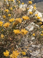 Chrysothamnus viscidiflorus viscidiflorus