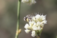 Anthophorula