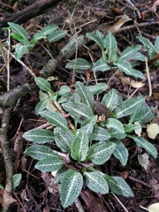 Goodyera pubescens