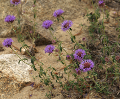 Monardella odoratissima glauca