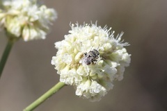 Anthophorula