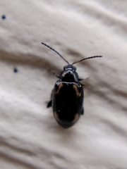 Phyllotreta striolata