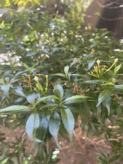Tabernaemontana divaricata