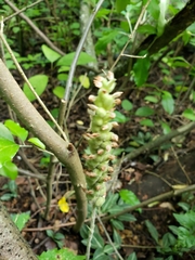 Goodyera pubescens