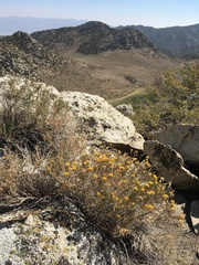 Chrysothamnus viscidiflorus viscidiflorus