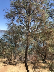 Pinus sabiniana