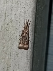 Microcrambus elegans