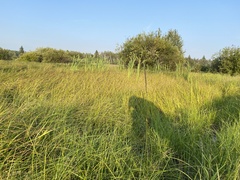Poaceae