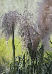 Cortaderia selloana