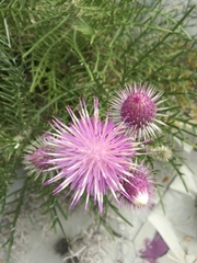 Ptilostemon echinocephalus