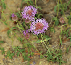 Monardella odoratissima glauca