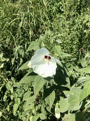 Hibiscus lasiocarpos