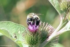 Bombus flavifrons