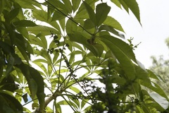 Oreopanax langlassei