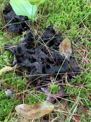 Craterellus