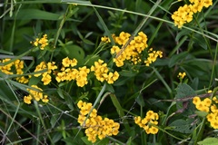 Tagetes lucida