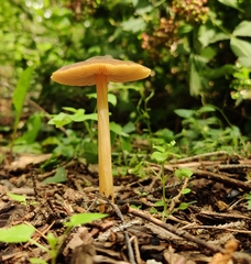 Entoloma
