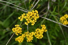 Tagetes lucida