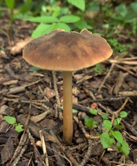 Entoloma