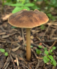 Entoloma