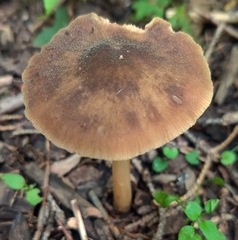 Entoloma