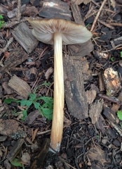 Entoloma