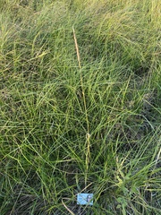 Poaceae