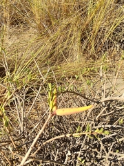 Periploca laevigata angustifolia