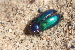 Gastrophysa cyanea