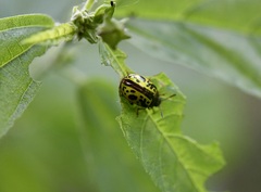 Calligrapha fulvipes