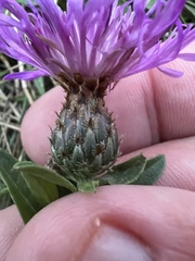 Centaurea nigrescens