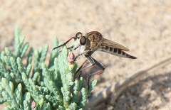 Efferia albibarbis