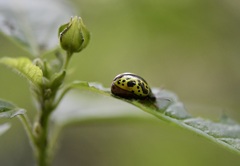 Calligrapha fulvipes