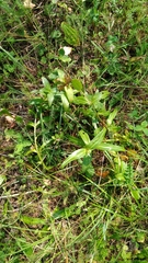 Gentiana cruciata