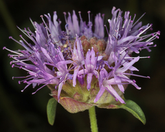 Monardella odoratissima glauca