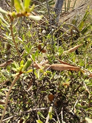 Periploca laevigata angustifolia