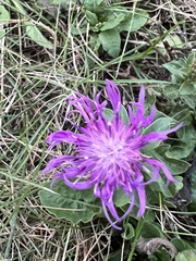 Centaurea nigrescens