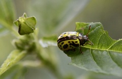 Calligrapha fulvipes