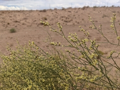 Eriogonum leptocladon